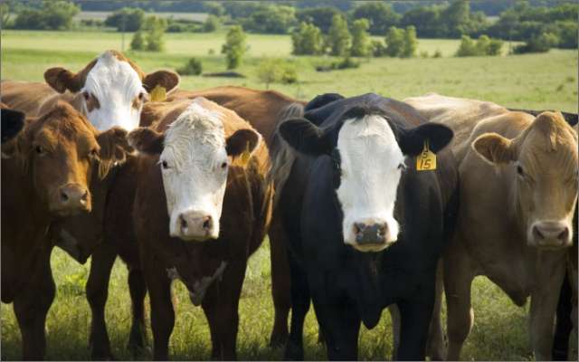 Beef