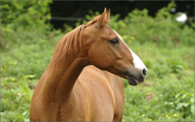 Content Image Alt Text